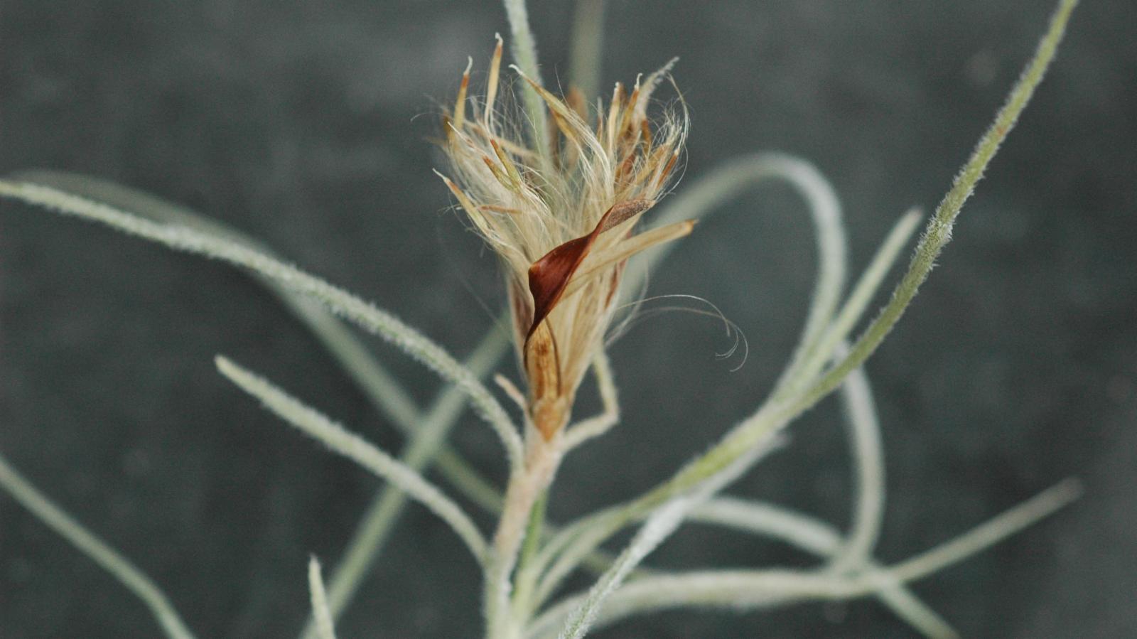 Tillandsia Usneoides Spanish Moss