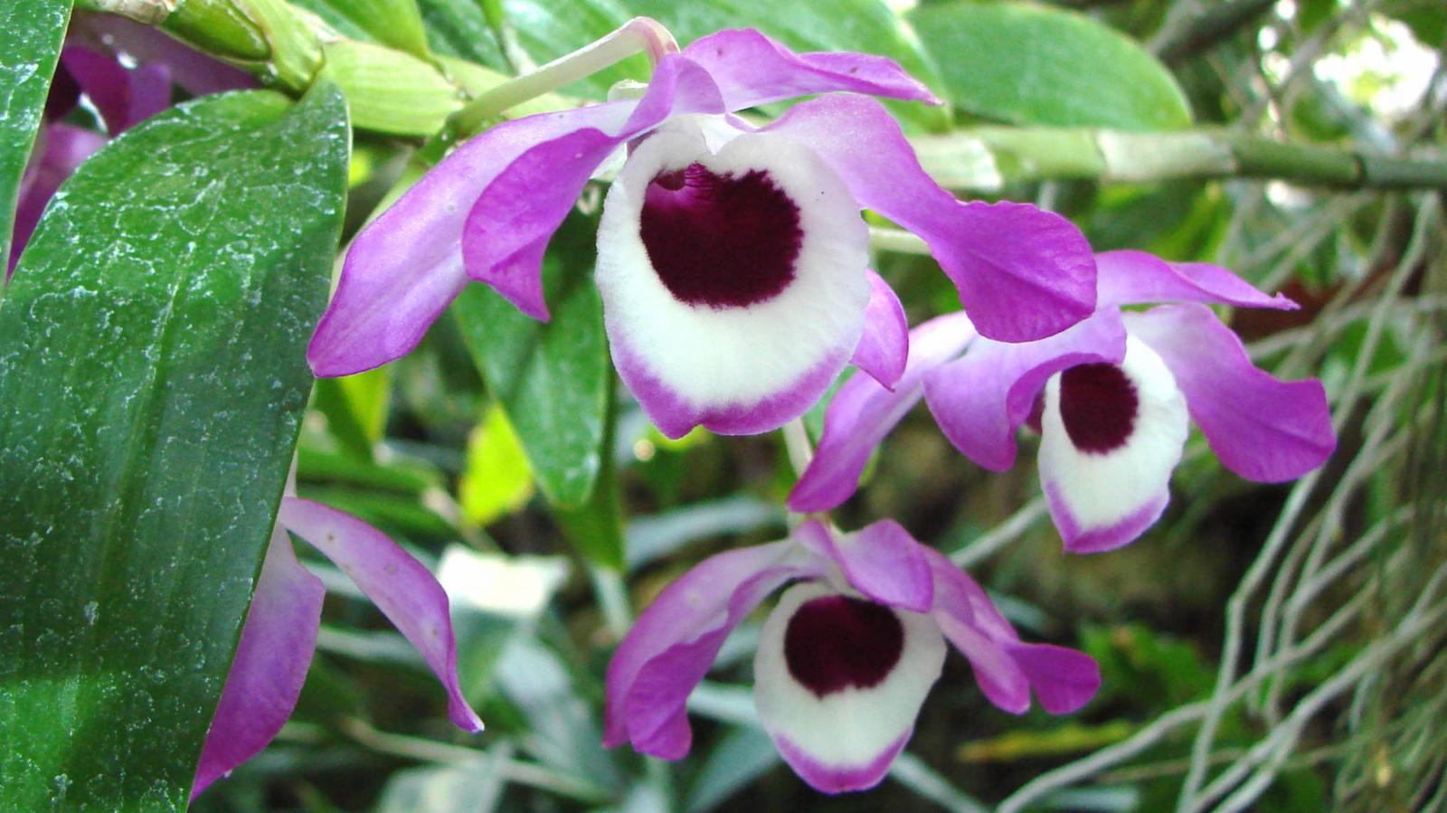 orchid dendrobium species