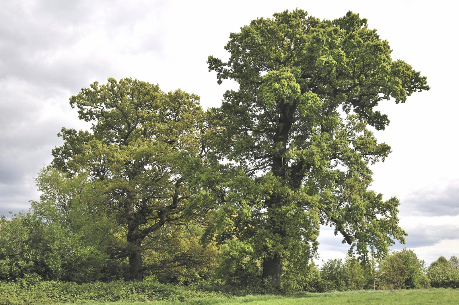 Quercus robur L. | Plants of the World Online | Kew Science