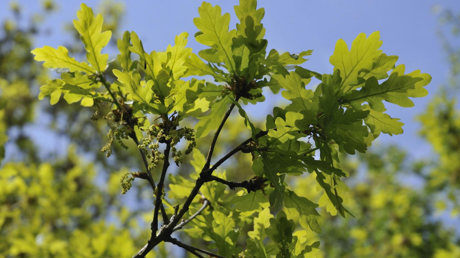 Дуб черешчатый (Quercus Robur)