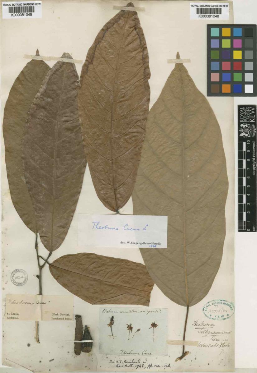 L'histoire du cacao  Klorane Botanical Foundation