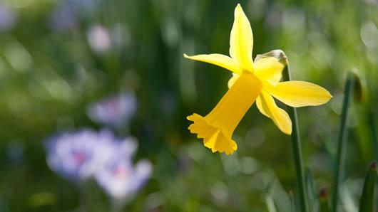 story of narcissus flower