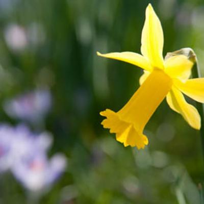 Narcissus pseudonarcissus L. | Plants of the World Online | Kew Science