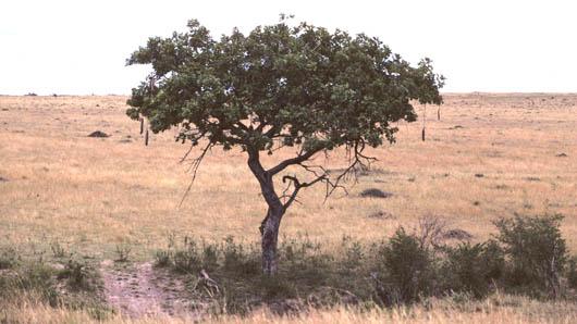 Kigelia africana (Lam.) Benth., Purwodadi Botanic Garden Pa…