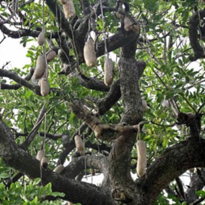 Kigelia africana (Lam.) Benth., Purwodadi Botanic Garden Pa…