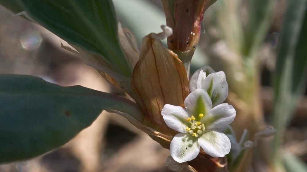  Polygonum Online