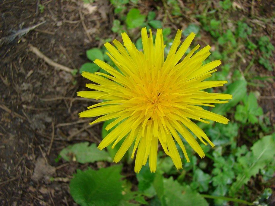 Dandelion Leaf
