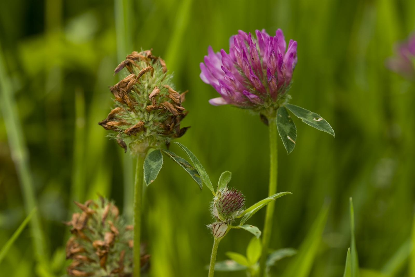 Плод трав. Клевер (Trifolium). Клевер красный (Trifolium Rubens). Trifolium pratense l.. Trifolium pratense плод.