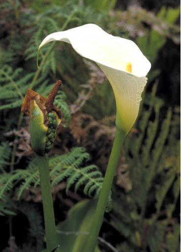 Zantedeschia aethiopica (L.) Spreng. | Plants of the World Online | Kew  Science