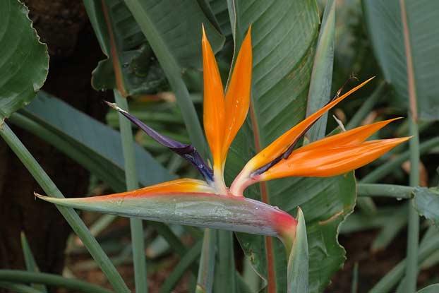 birds of paradise plant species