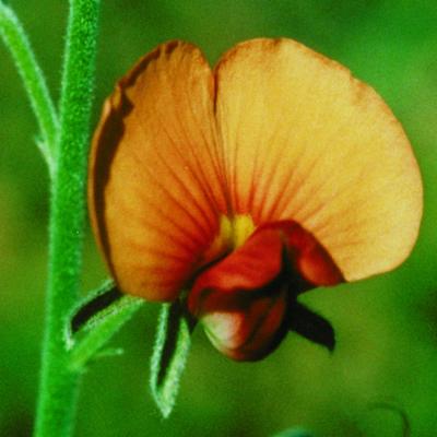 Isotropis foliosa Crisp | Plants of the World Online | Kew Science