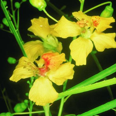 Parkinsonia aculeata L. | Plants of the World Online | Kew Science