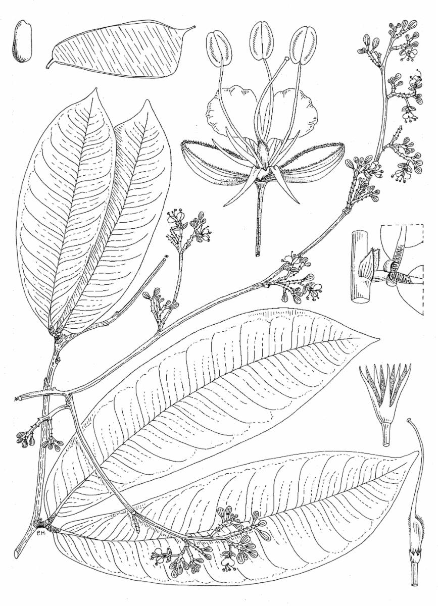 Gilbertiodendron J.Léonard | Plants of the World Online | Kew Science