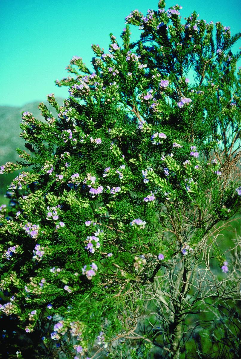 Psoralea pinnata L. | Colombian Plants made accessible