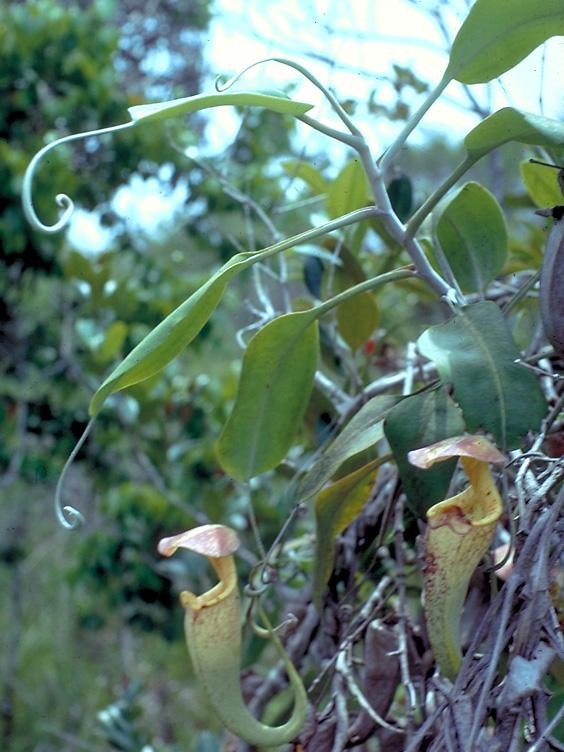 Nepenthes