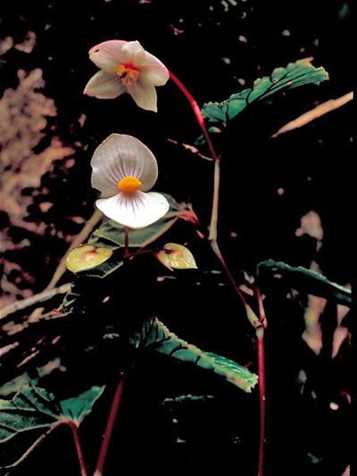 Begonia L. | Plants of the World Online | Kew Science