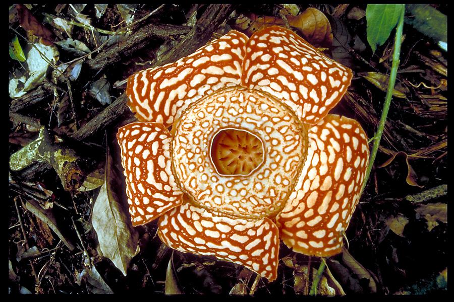 Rafflesia