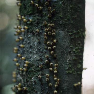 Apodanthaceae Tiegh. ex Takht. | Plants of the World Online | Kew Science