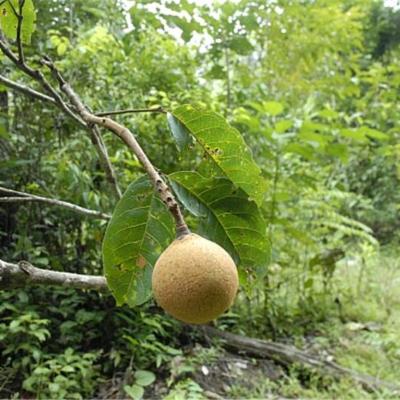 Caryocar glabrum (Aubl.) Pers. | Plants of the World Online | Kew Science