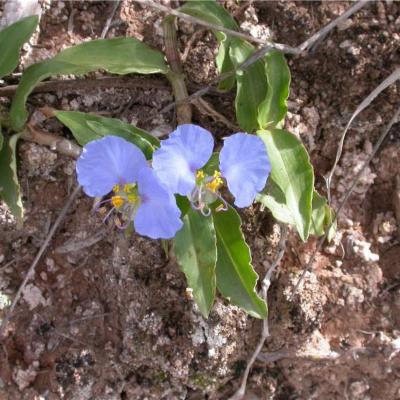 Commelina erecta L. | Plants of the World Online | Kew Science