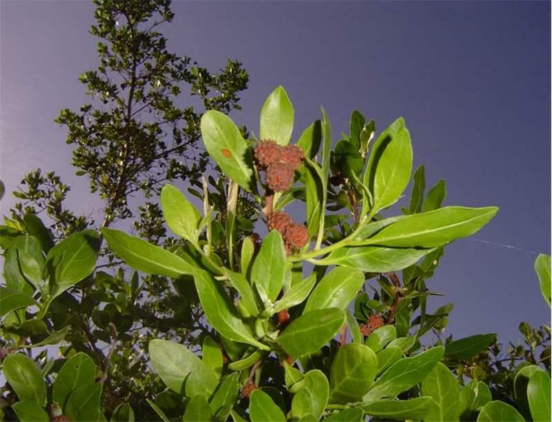 conocarpus erectus tree full