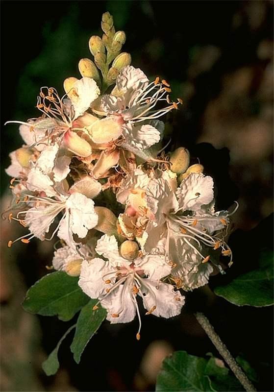 Inga edulis Mart., 1837 - Fabacées (Fabaceae Lindl., 1836) de