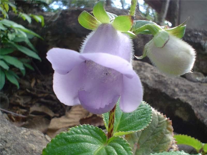 Gloxinia perennis (L.) Druce | Plants of the World Online | Kew Science