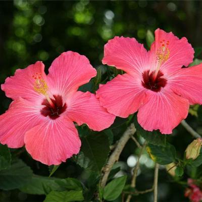 Hibiscus L. | Plants of the World Online | Kew Science