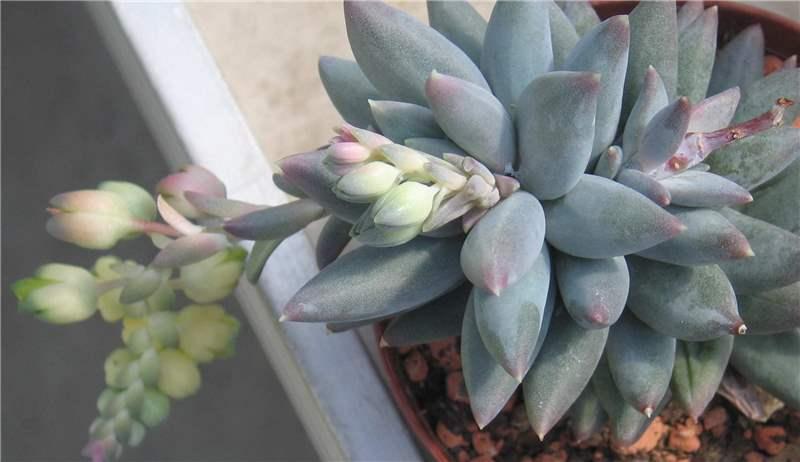 Pachyphytum Link, Klotzsch & Otto | Plants of the World Online 