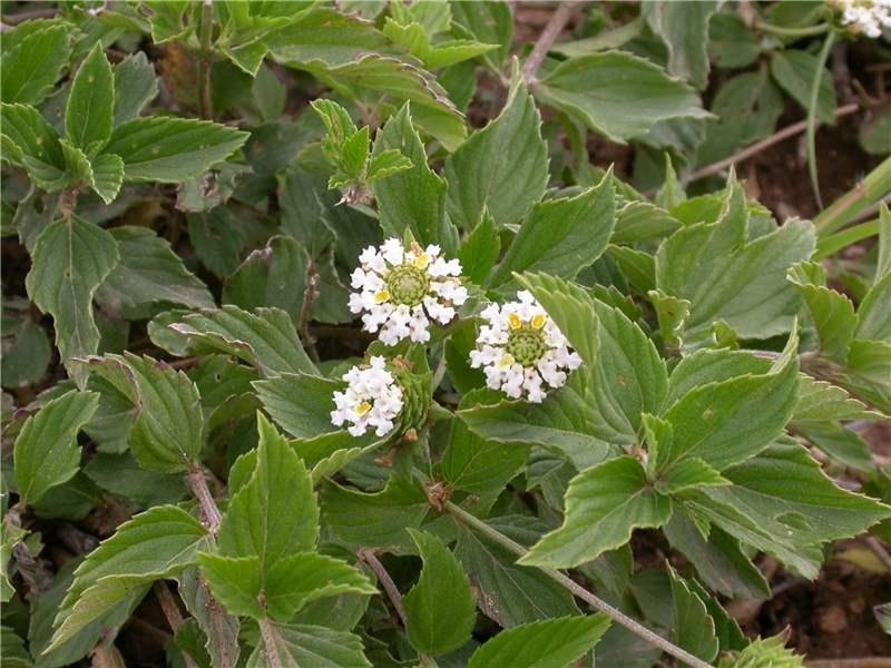 a-f. Lantana hirsuta subsp. ica-a. branch; b. detail of the