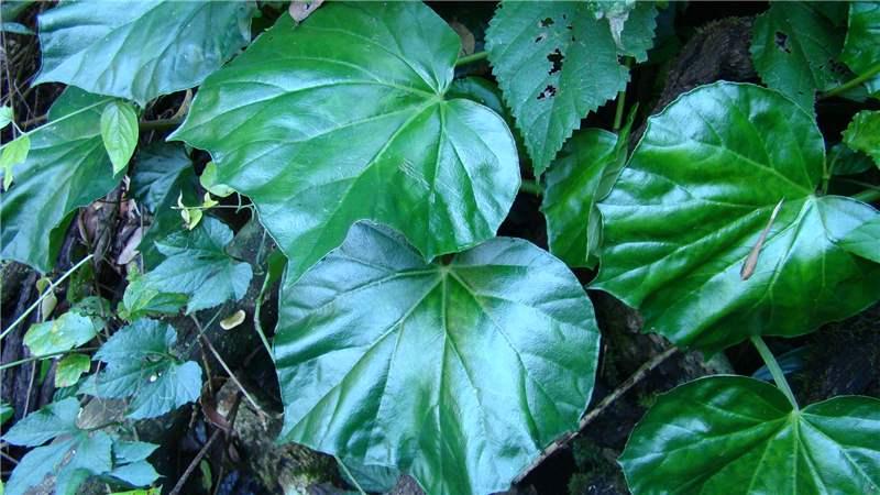 Begonia convolvulacea (Klotzsch) . | Plants of the World Online | Kew  Science