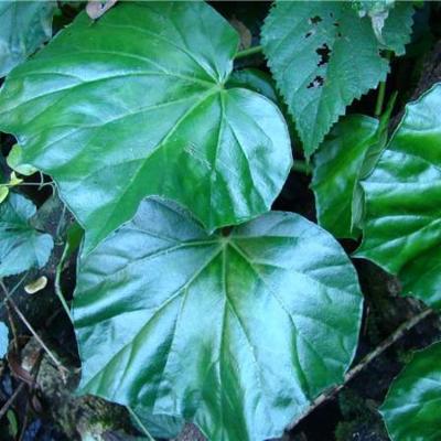 Begonia convolvulacea (Klotzsch) . | Plants of the World Online | Kew  Science