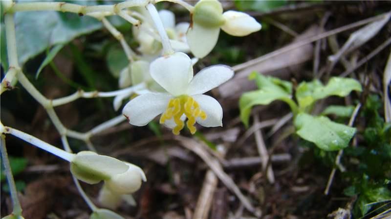 Begonia convolvulacea (Klotzsch) . | Plants of the World Online | Kew  Science