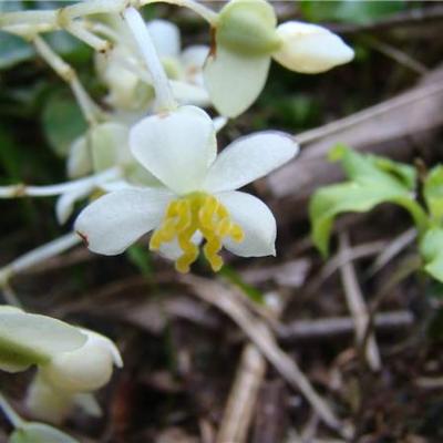Begonia convolvulacea (Klotzsch) . | Plants of the World Online | Kew  Science