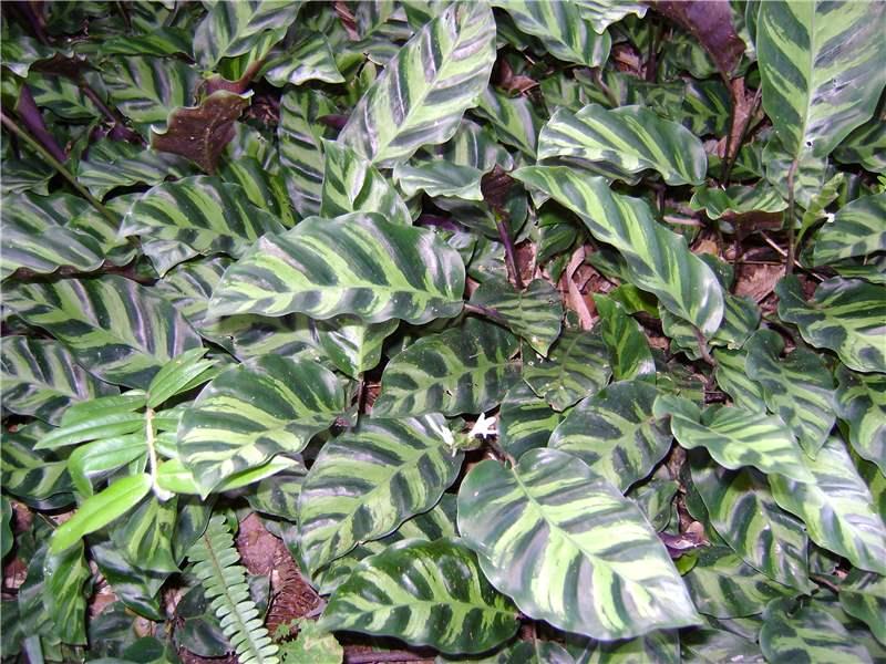 Калатея Луизы (Calathea louisae