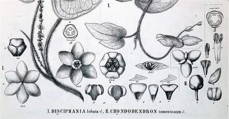Menispermaceae Juss. | Plants of the World Online | Kew Science
