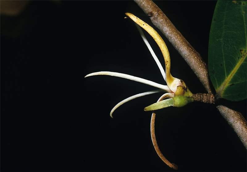 Biologia floral, fenologia reprodutiva e polinização de Xylopia aromatica  (Lam.) Mart. (Annonaceae) em uma área de Cerrado no oeste da Bahia