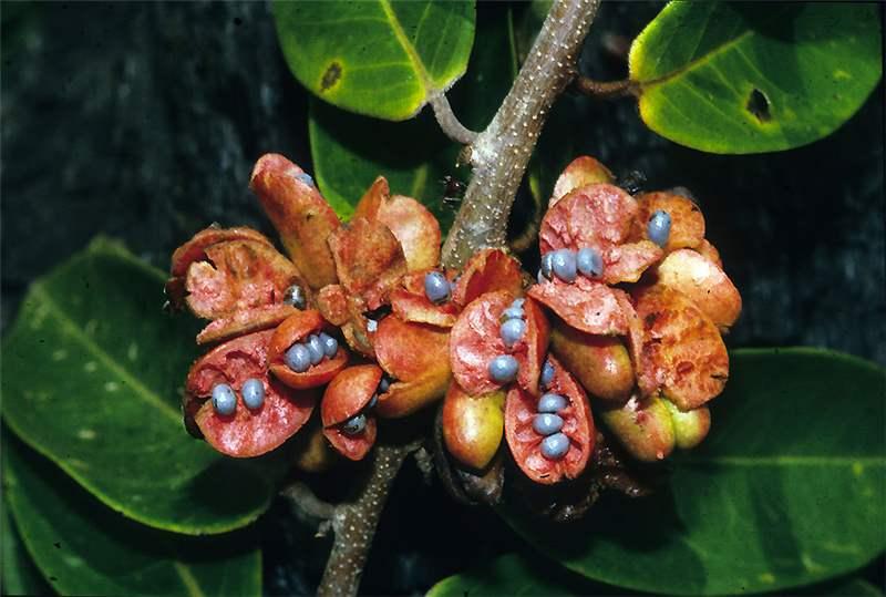 Biologia floral, fenologia reprodutiva e polinização de Xylopia aromatica  (Lam.) Mart. (Annonaceae) em uma área de Cerrado no oeste da Bahia