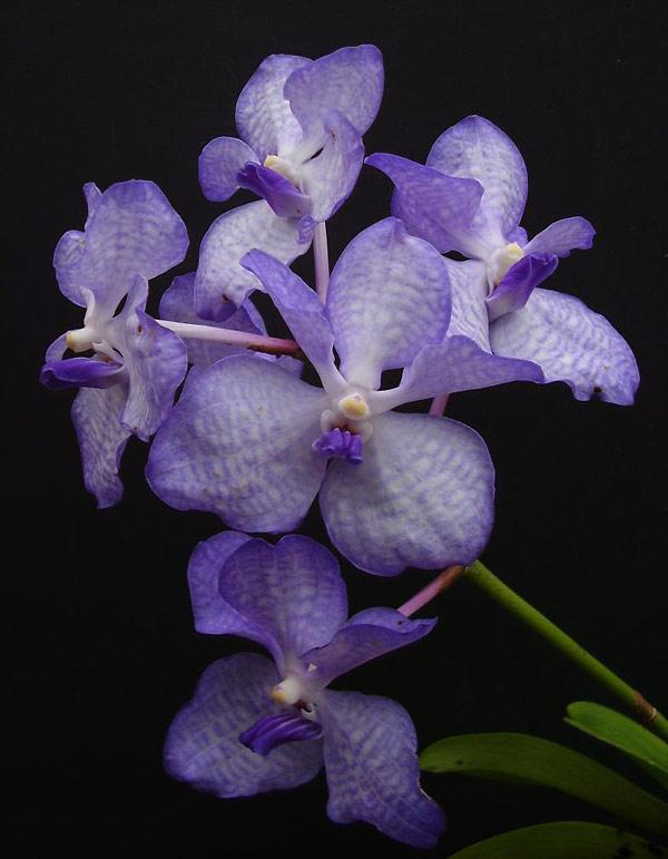 Significado de Blue Orchid por The White Stripes