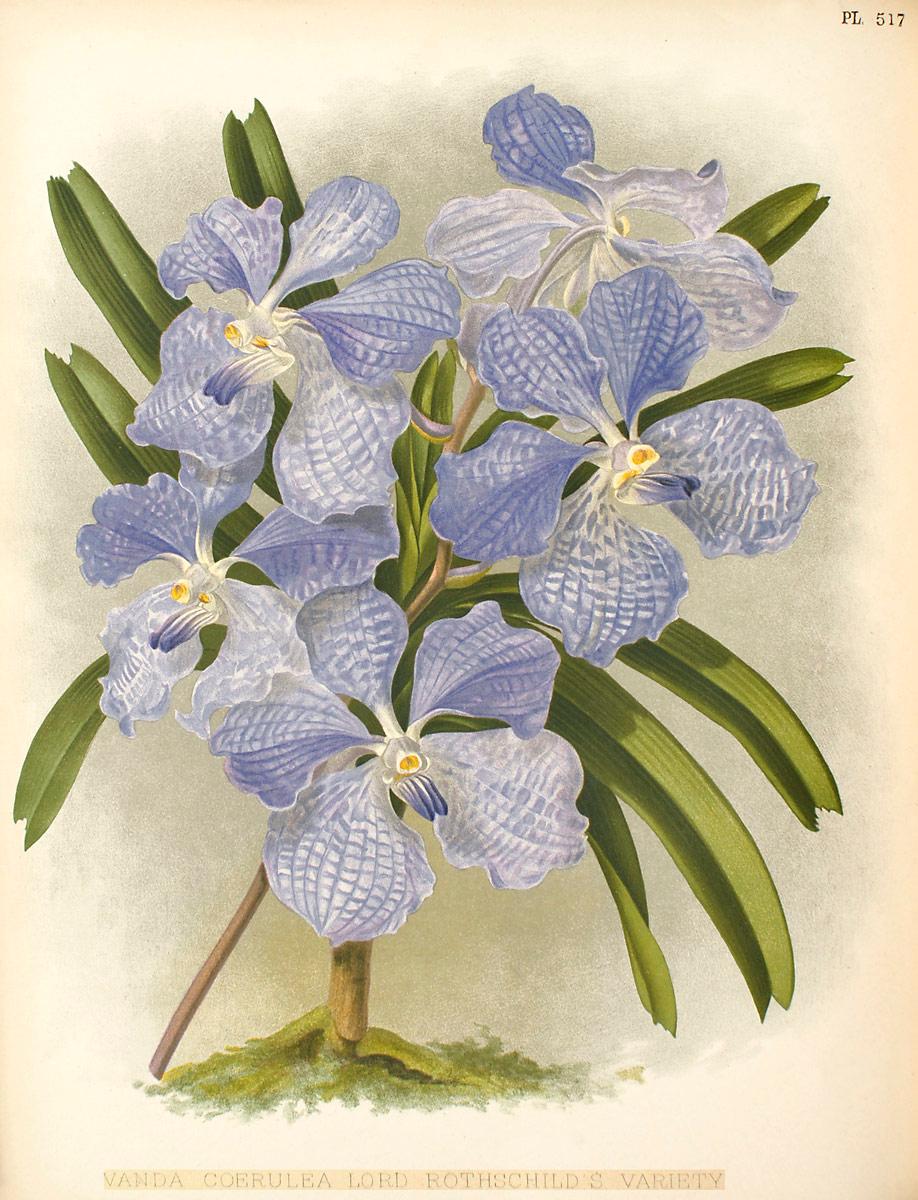 Blue Orchid Orchid Plant