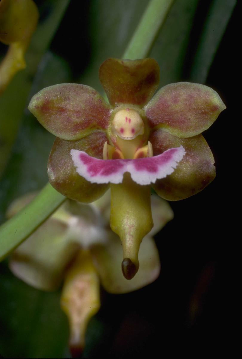 Vanda flabellata (Rolfe ex Downie) Christenson | Plants of the World ...