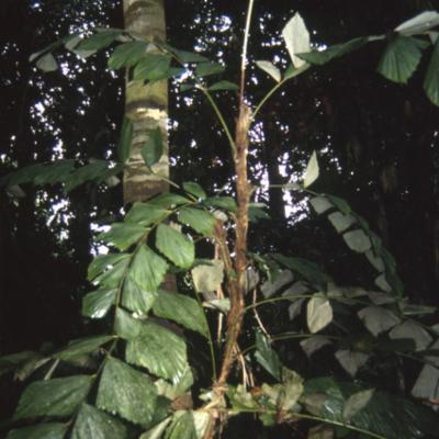 Korthalsia jala J.Dransf. | Plants of the World Online | Kew Science