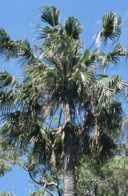 Australian Fan Palm