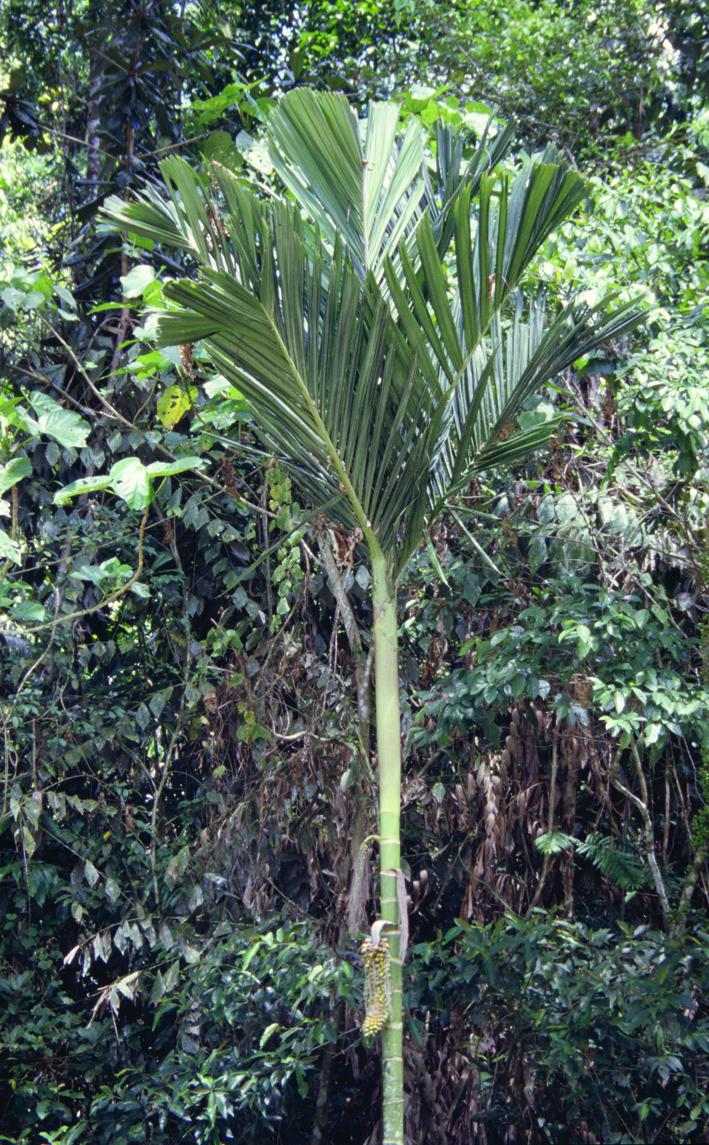 Areca macrocalyx Zipp. ex Blume | Plants of the World Online | Kew Science