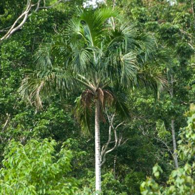 Pigafetta filaris (Giseke) Becc. | Plants of the World Online | Kew Science