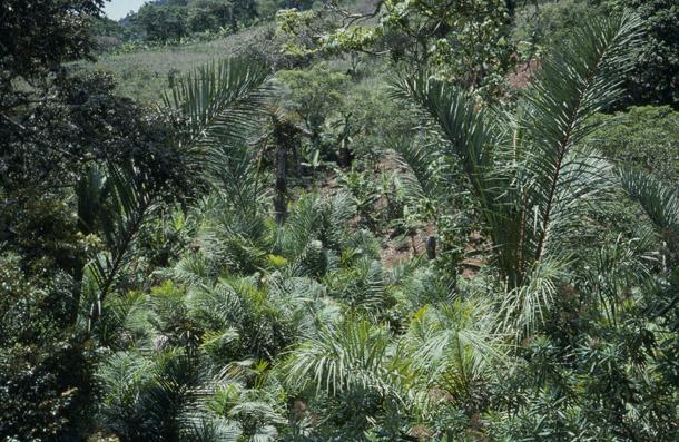 Raphia Naturel - BDF Douineau