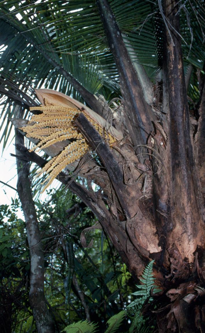 Beccariophoenix madagascariensis Jum. & H.Perrier | Plants of the World ...