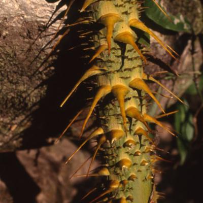 Calamus inermis T.Anderson | Plants of the World Online | Kew Science