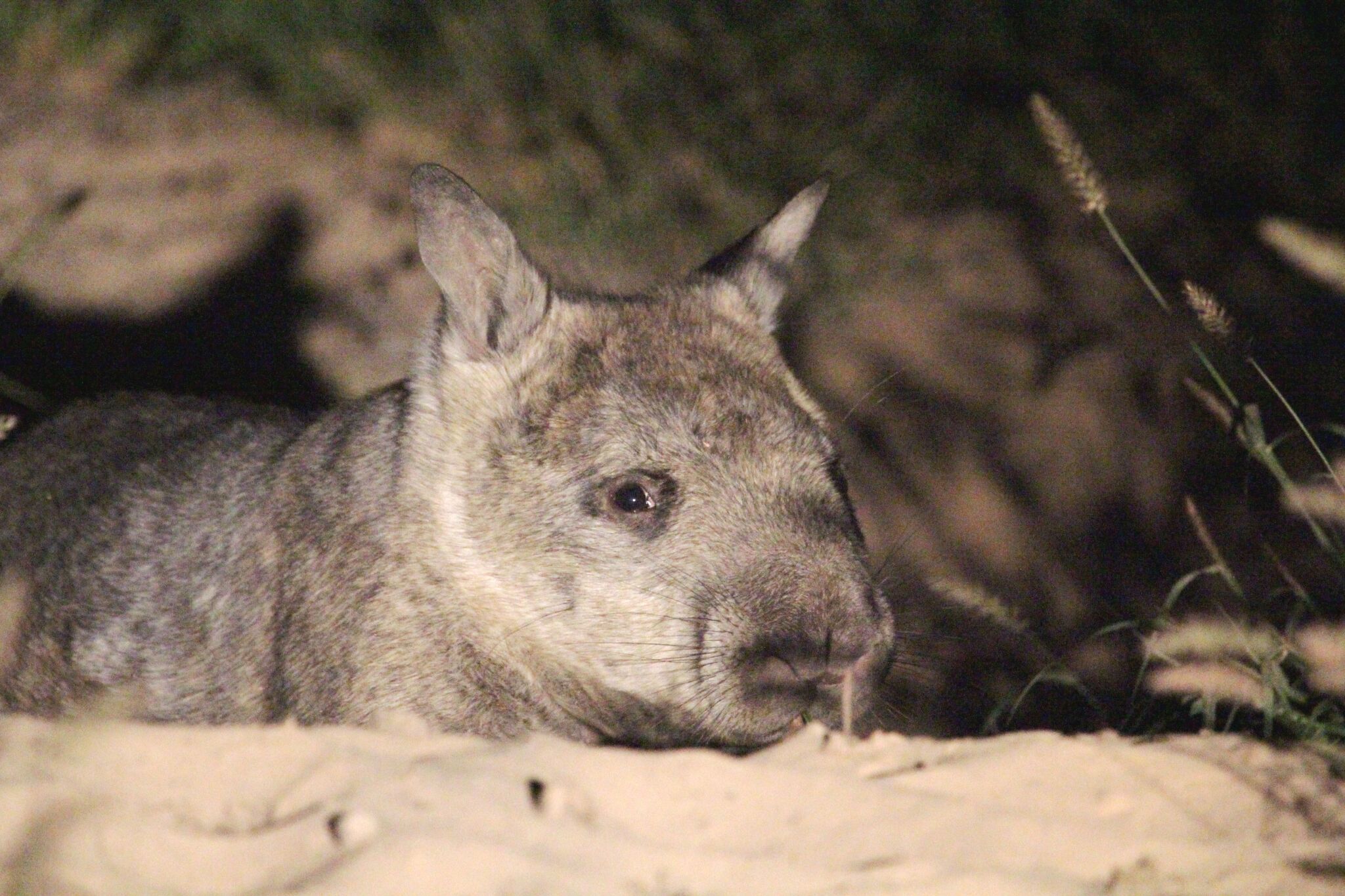 Photo by: Department of Environment and Heritage Protection Queensland