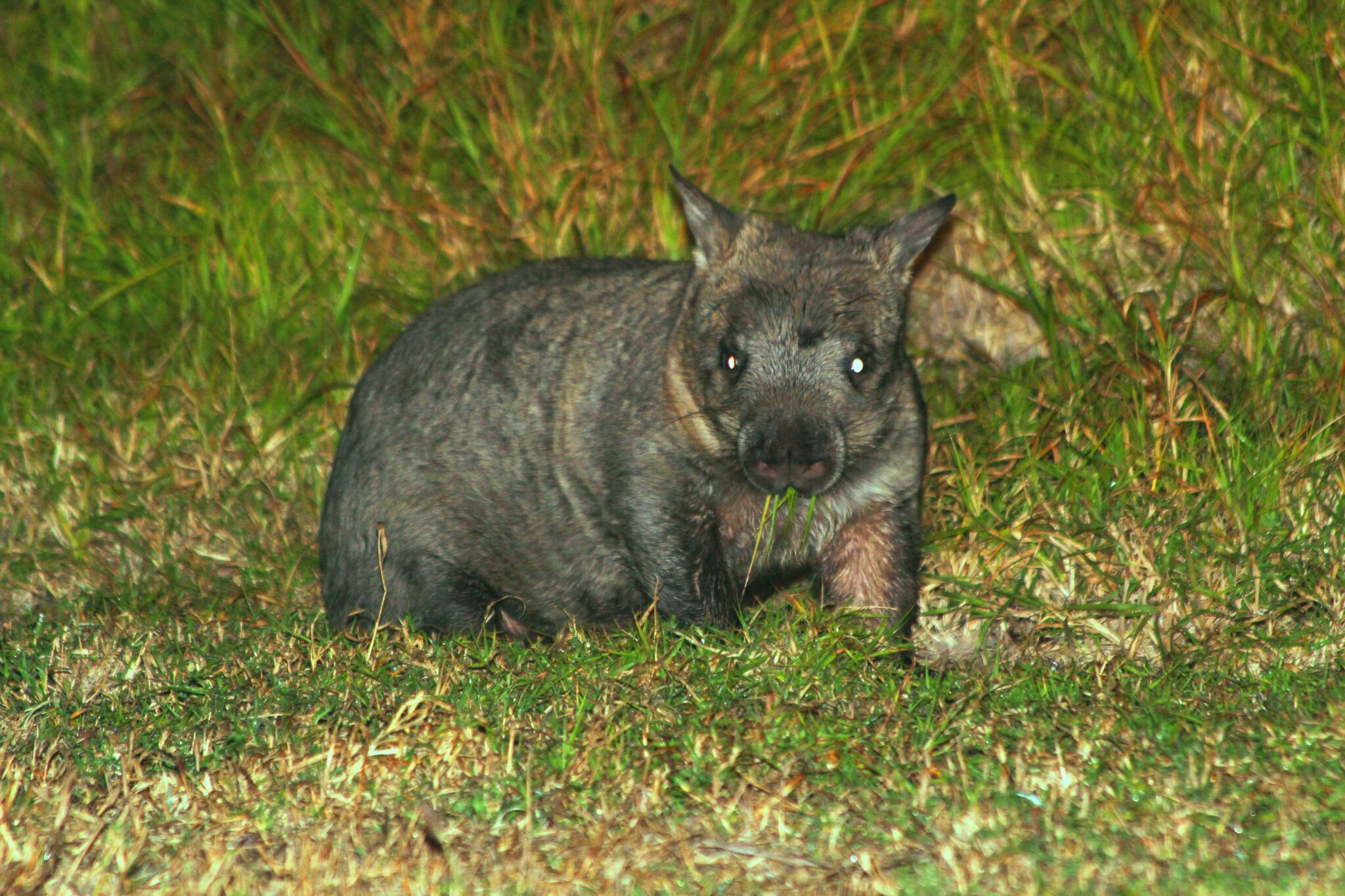 Photo by: Department of Environment and Heritage Protection, Queensland